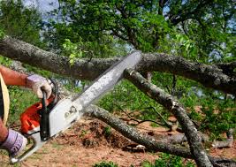 Best Tree Health Inspection  in Alanes Ridge, CA