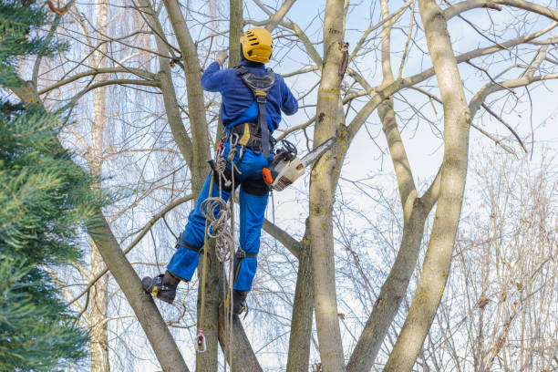 Best Tree Preservation Services  in Alanes Ridge, CA