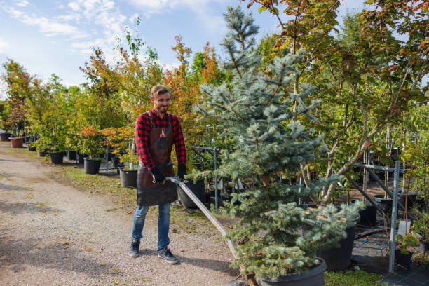 How Our Tree Care Process Works  in  Acalanes Ridge, CA