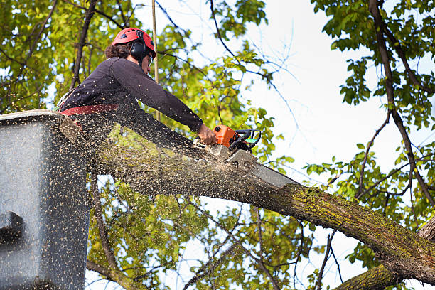 Professional Tree Care Services in Acalanes Ridge, CA